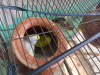 Budgie